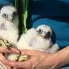 Baby Falcons Get Adopted, Banded